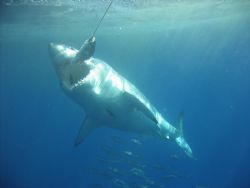 This picture was taken off the Isla de Guadalupe in Septe... by Stacy Perry 